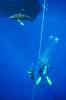 Ambiance shark